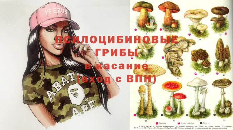 Псилоцибиновые грибы Psilocybine cubensis  Октябрьский 